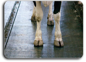 cow feet found in takeaway